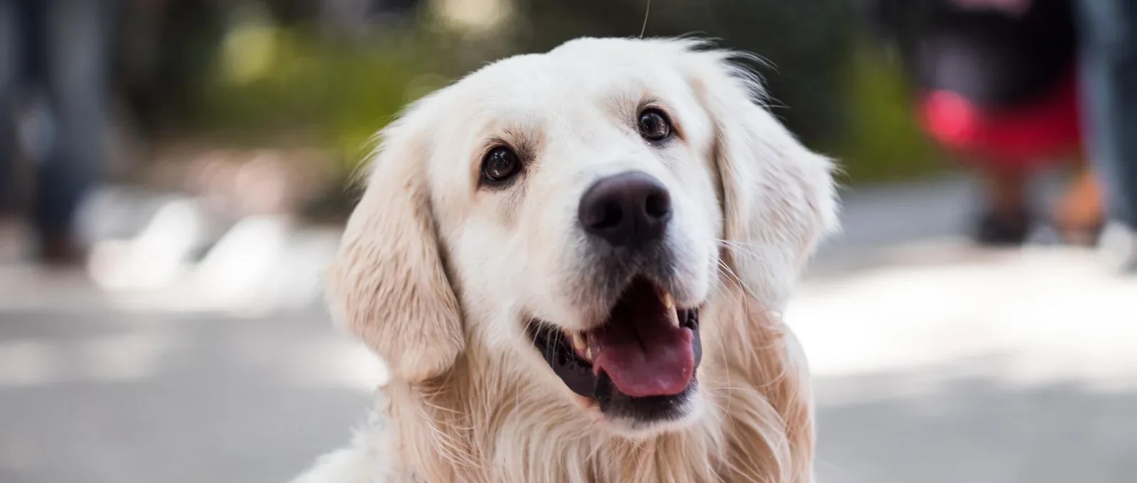 Mutlu köpek